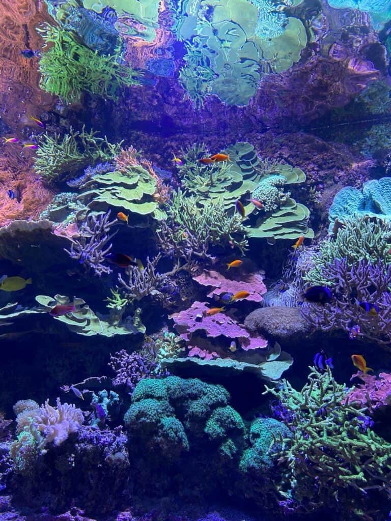 Fish and coral at Seville Aquarium